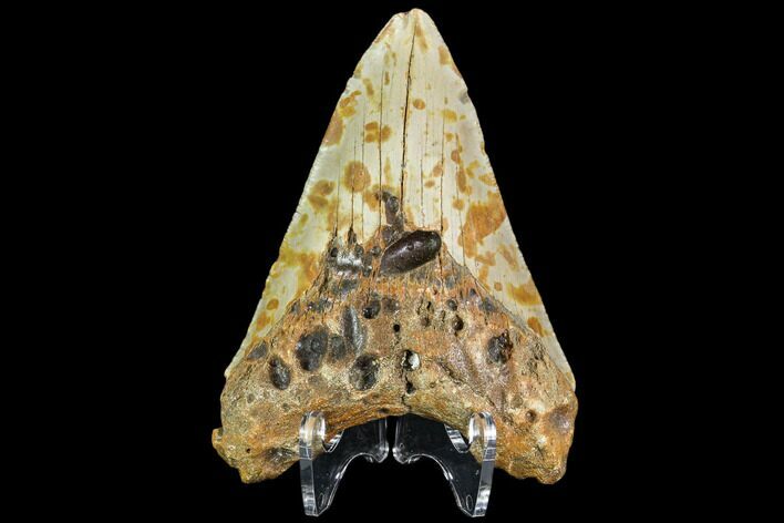 Fossil Megalodon Tooth - North Carolina #109856